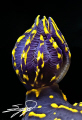 The gills of Cryptobranch dorid nudibranch "Hypselodoris picta" 